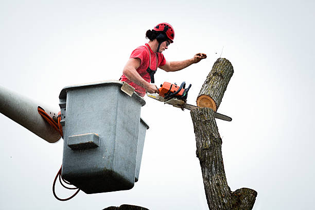 Best Tree Removal  in Huntsville, AR